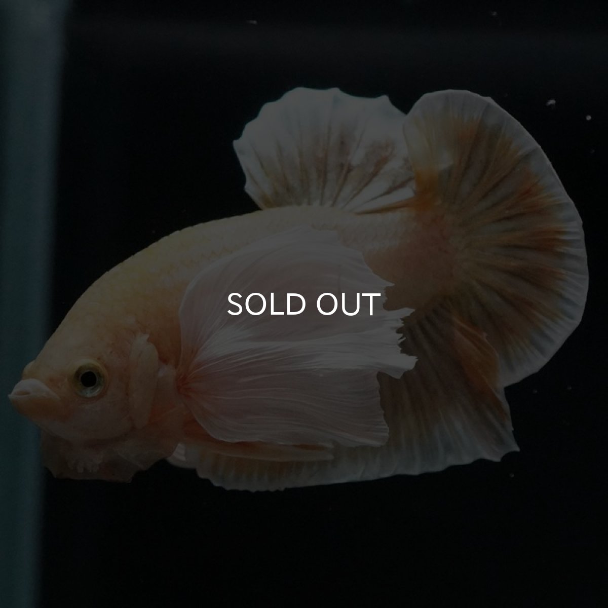 画像11: HMPKダンボ イエローゴールド (11)