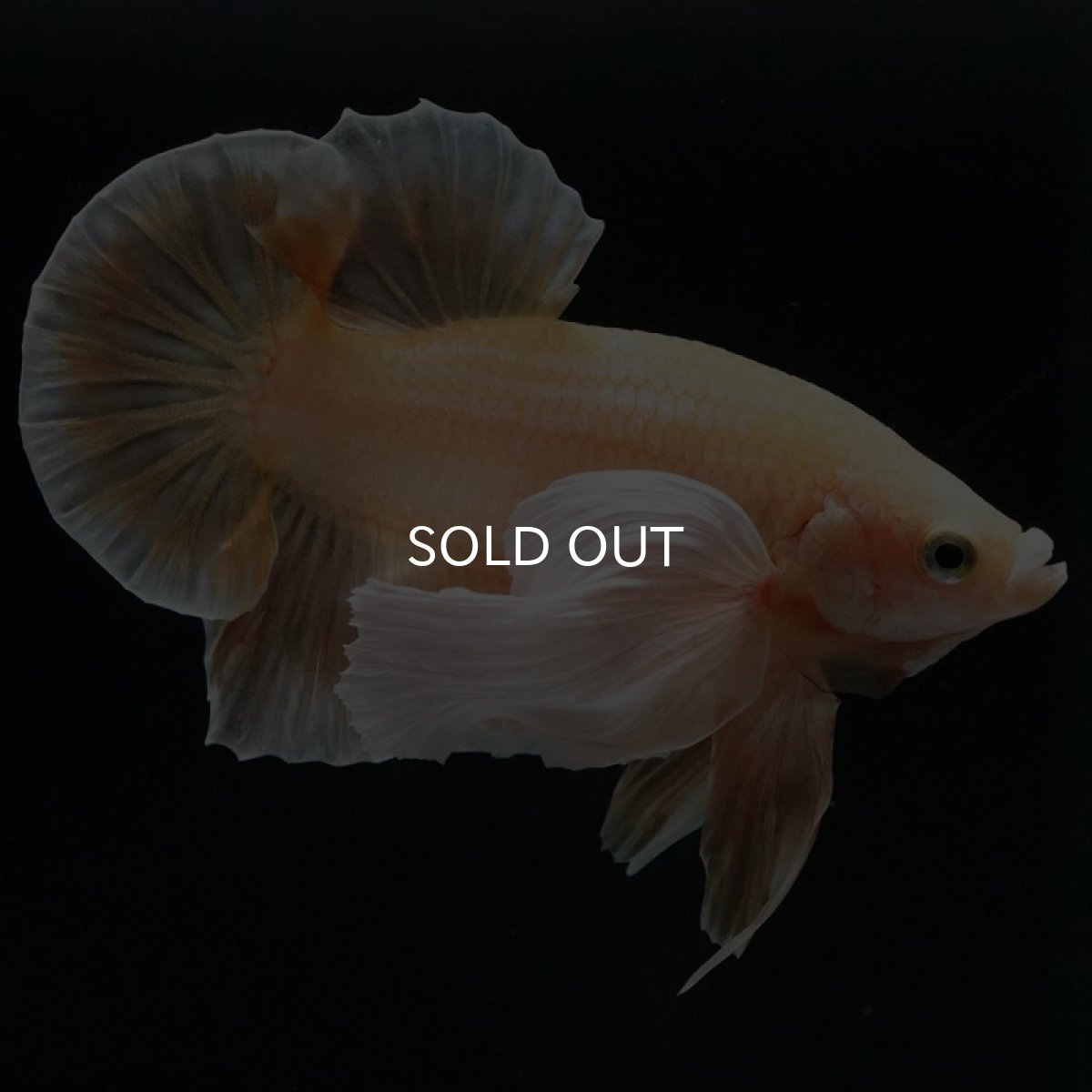 画像14: HMPKダンボ イエローゴールド (14)