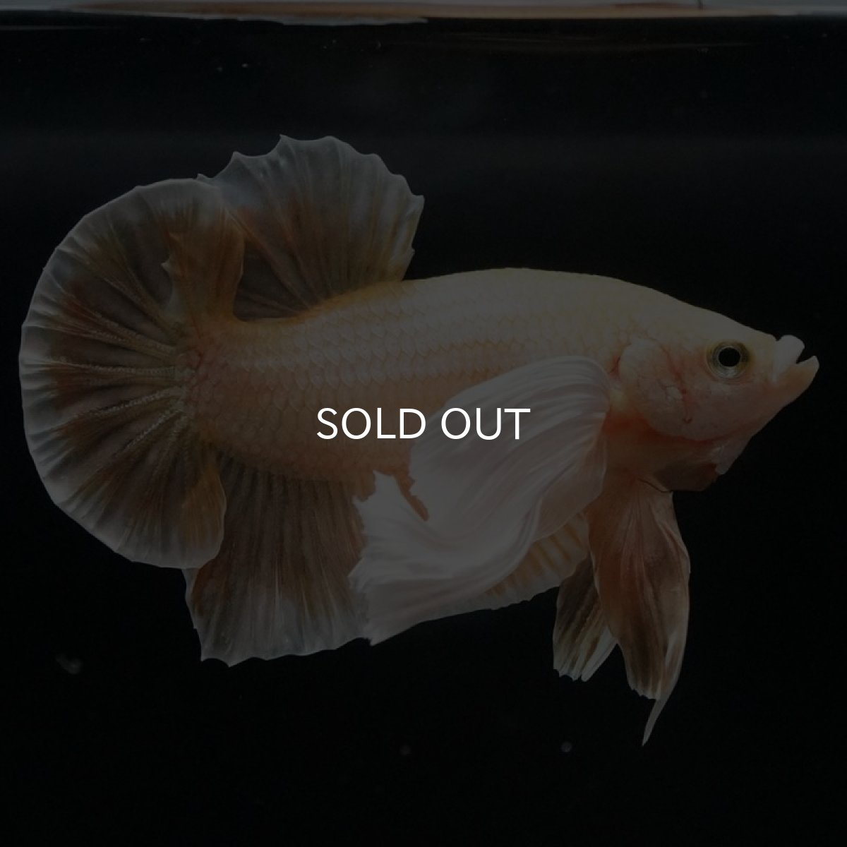 画像2: HMPKダンボ イエローゴールド (2)