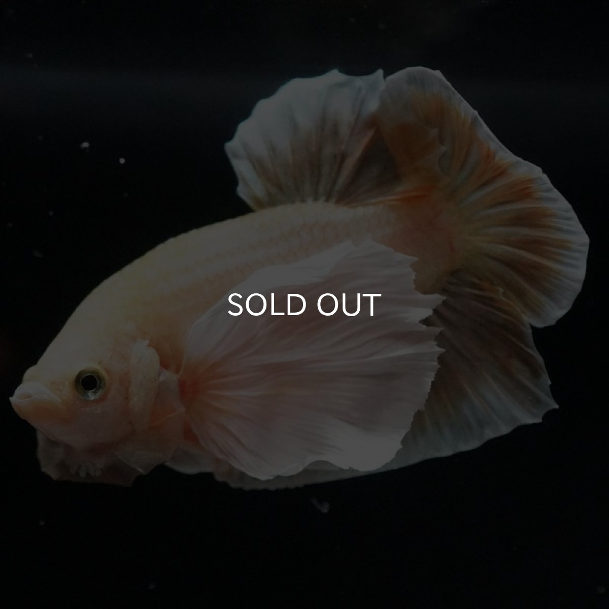 画像9: HMPKダンボ イエローゴールド (9)