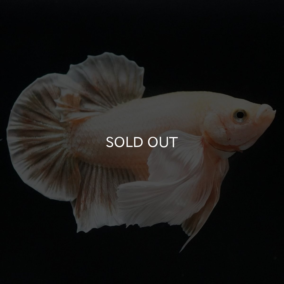 画像12: HMPKダンボ イエローゴールド (12)