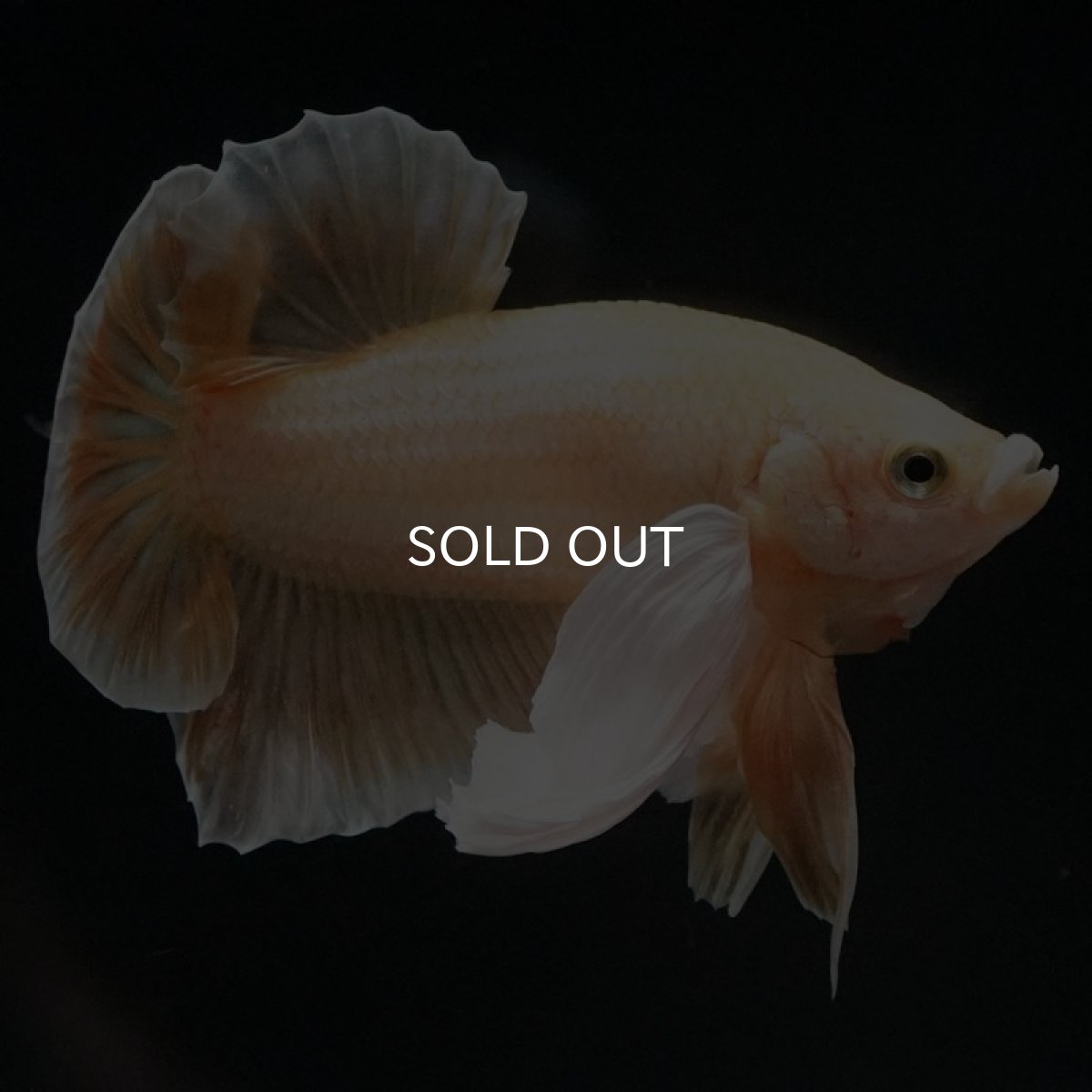 画像10: HMPKダンボ イエローゴールド (10)