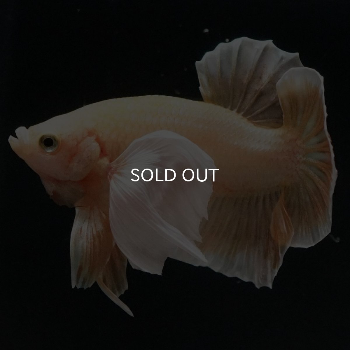 画像5: HMPKダンボ イエローゴールド (5)