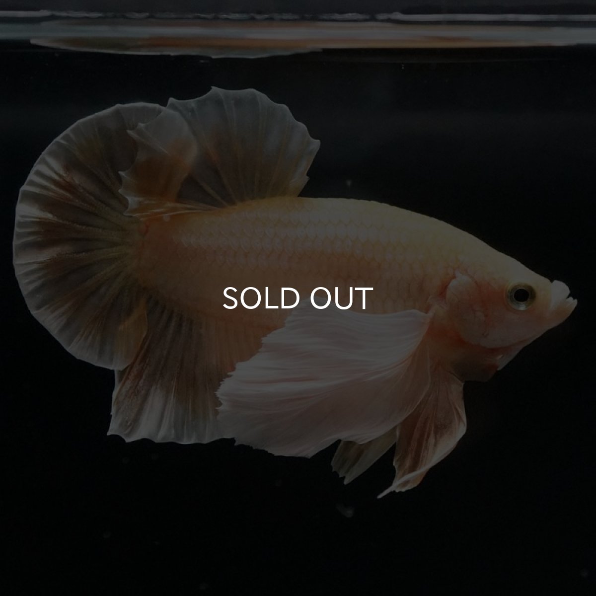 画像8: HMPKダンボ イエローゴールド (8)