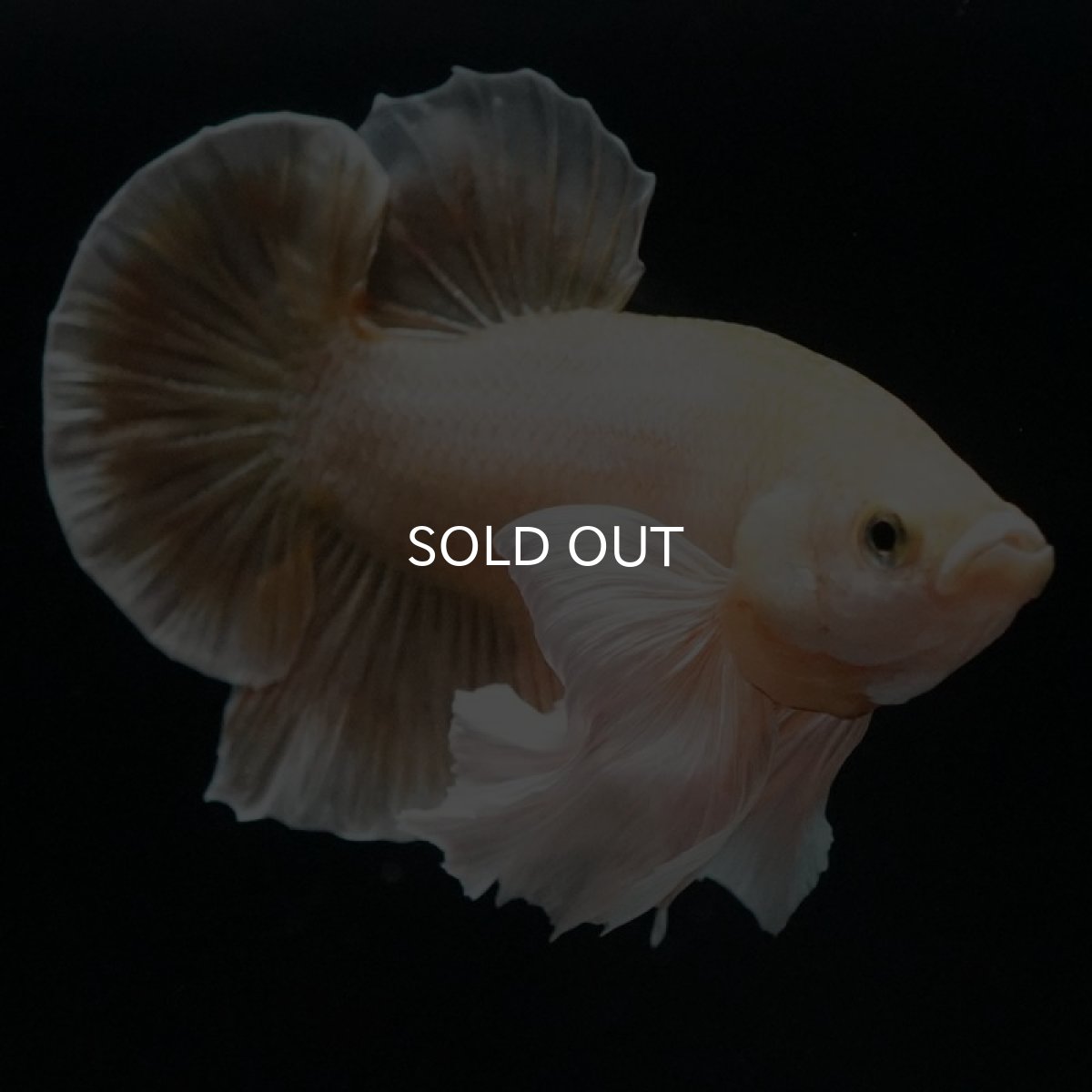 画像6: HMPKダンボ イエローゴールド (6)