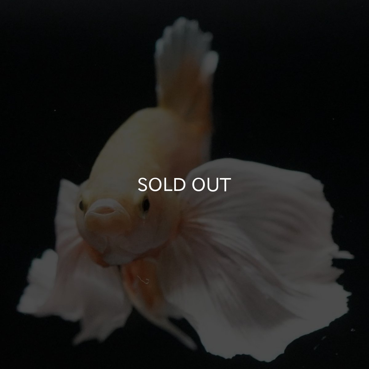 画像3: HMPKダンボ イエローゴールド (3)