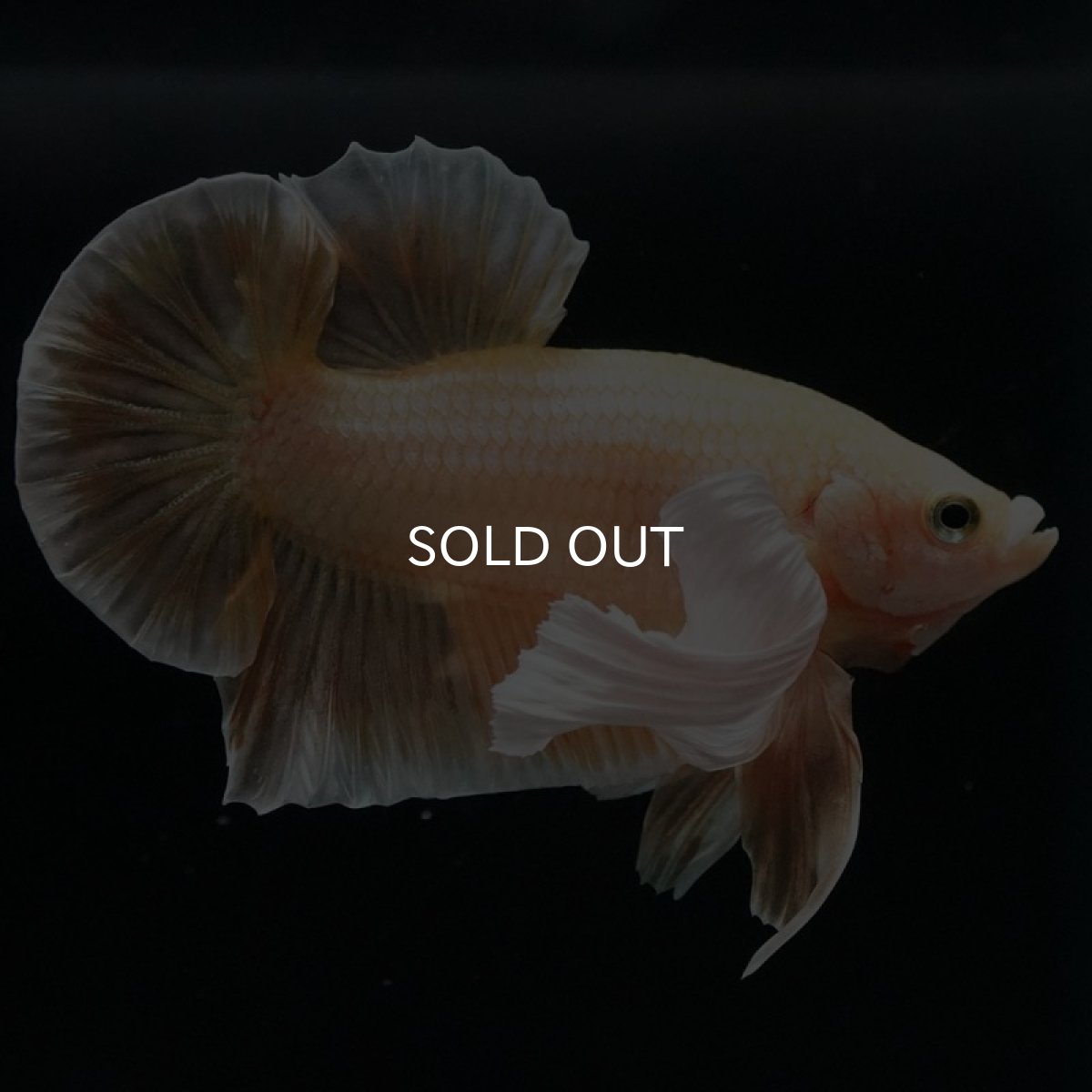 画像4: HMPKダンボ イエローゴールド (4)