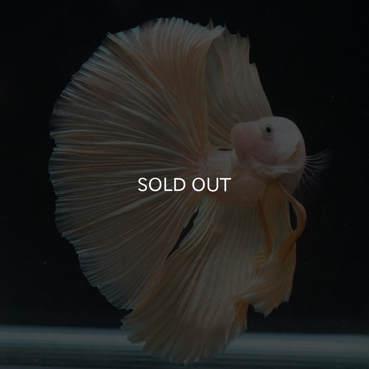 画像9: HM　プラチナイエロードラゴン (9)