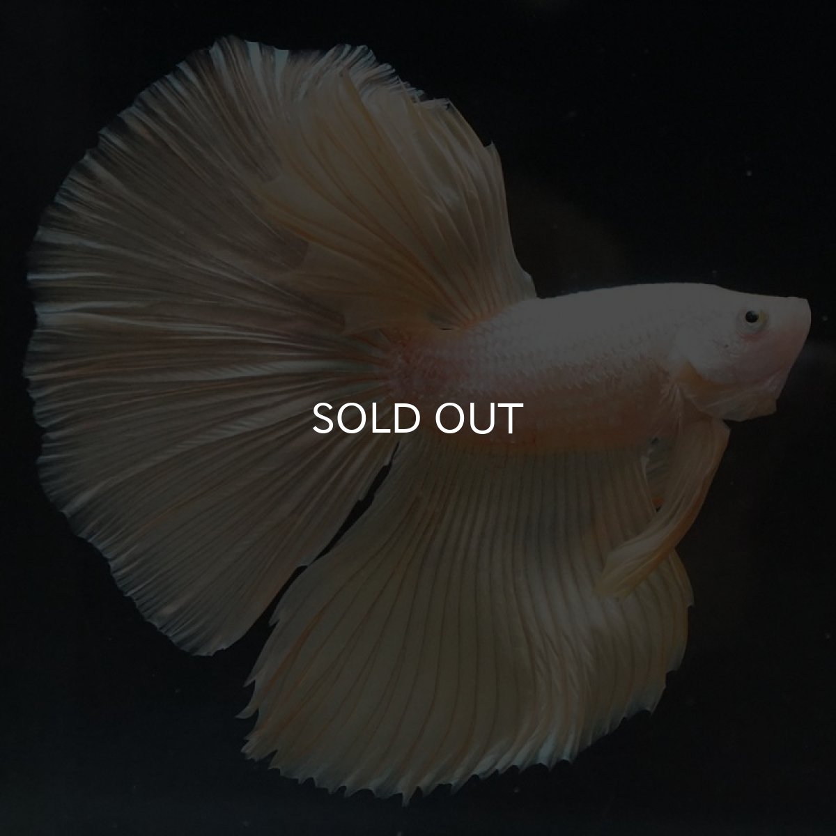 画像6: HM　プラチナイエロードラゴン (6)