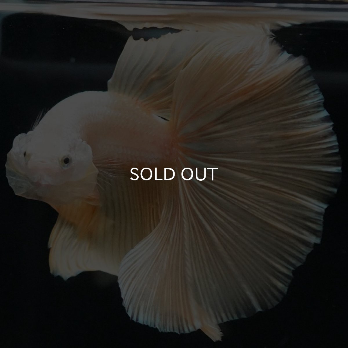 画像4: HM　プラチナイエロードラゴン (4)