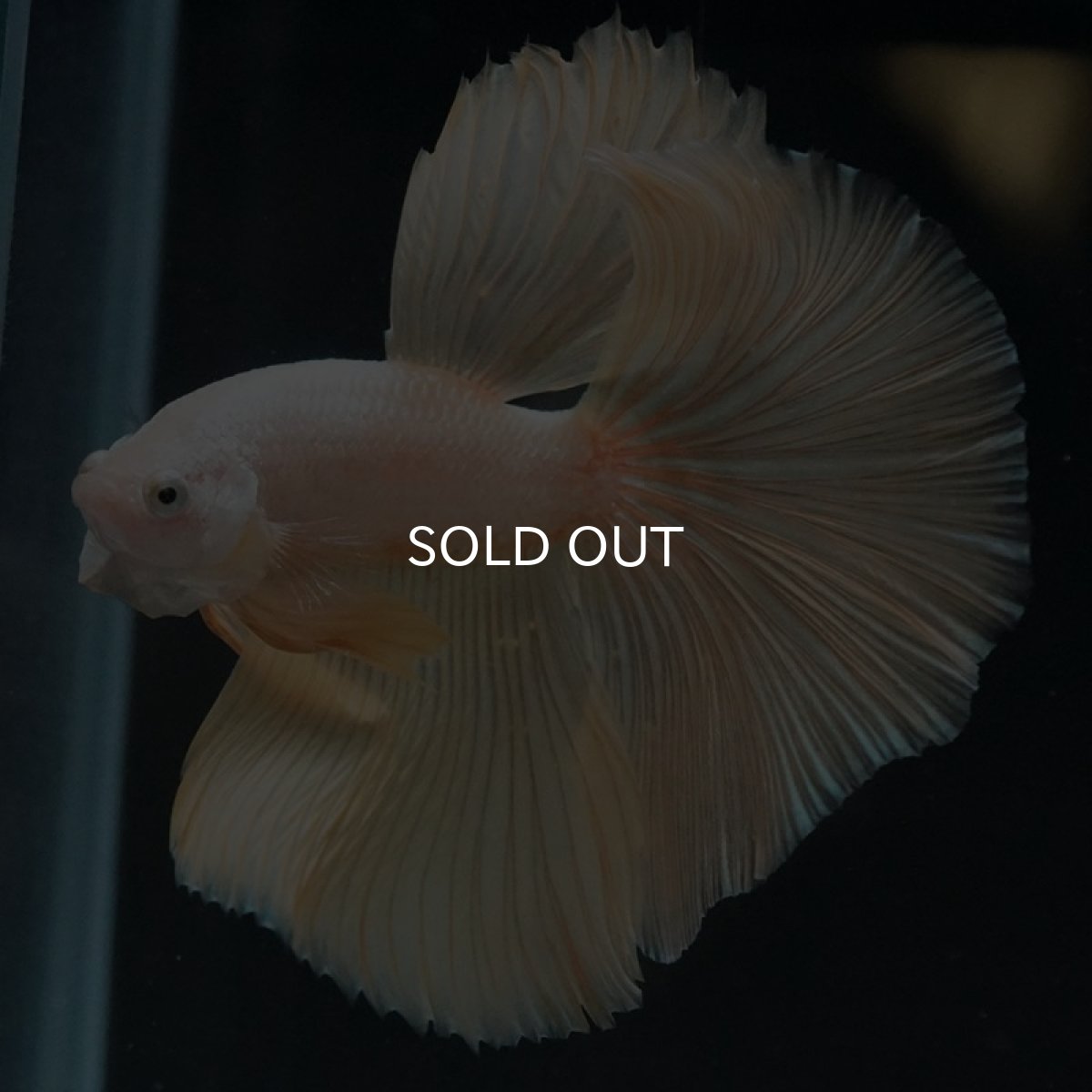 画像2: HM　プラチナイエロードラゴン (2)