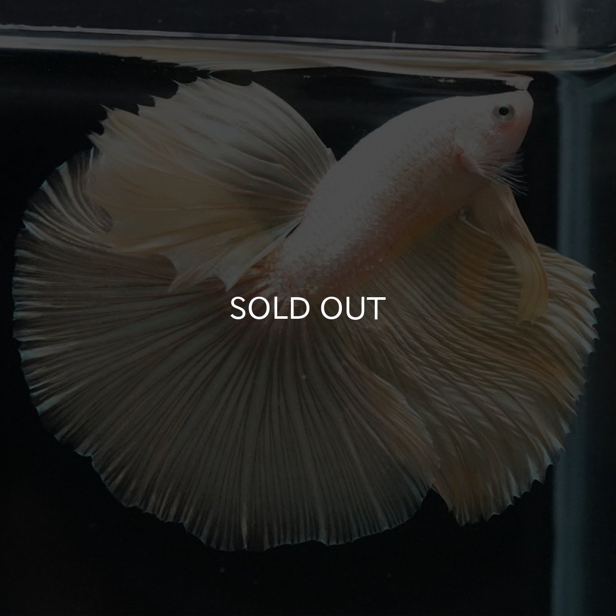 画像3: HM　プラチナイエロードラゴン (3)