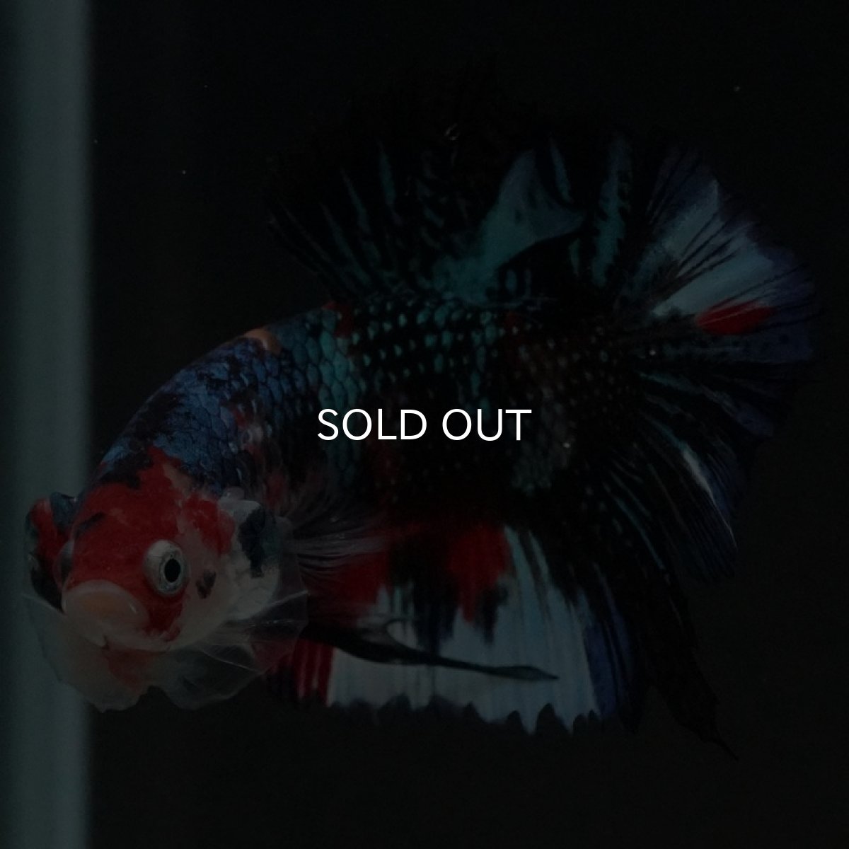 画像2: HMPK キャンディギャラクシー (2)