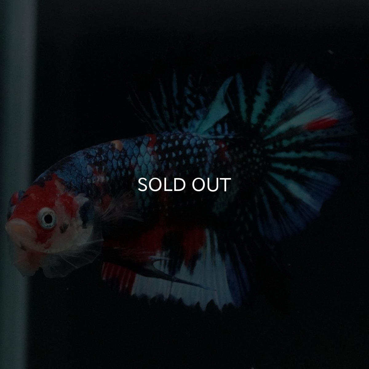 画像9: HMPK キャンディギャラクシー (9)