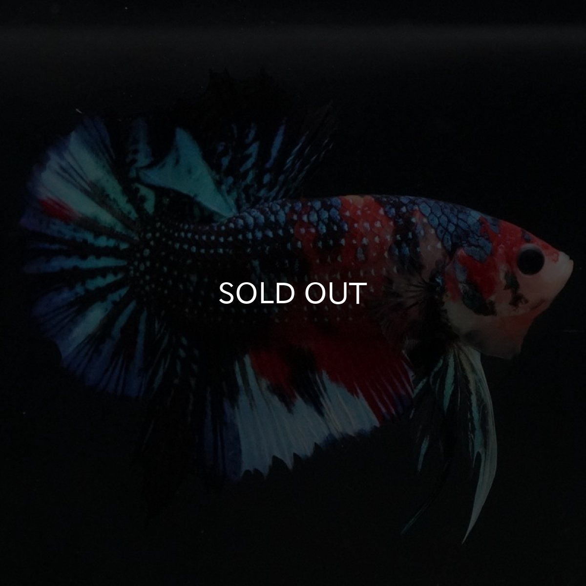 画像8: HMPK キャンディギャラクシー (8)