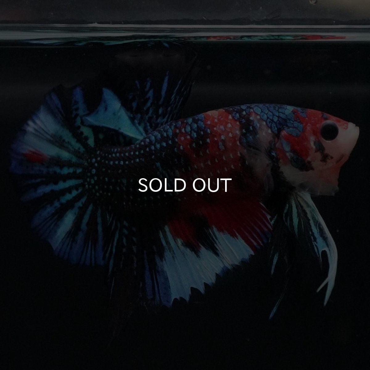 画像6: HMPK キャンディギャラクシー (6)