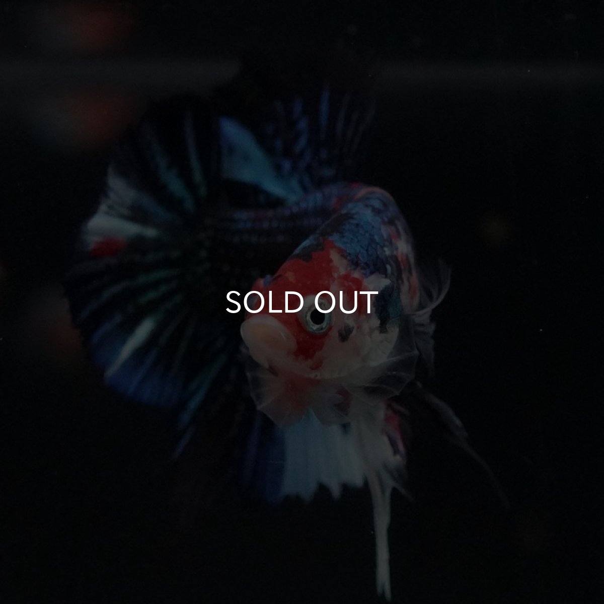 画像3: HMPK キャンディギャラクシー (3)