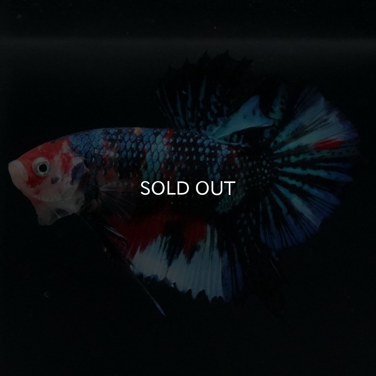 画像5: HMPK キャンディギャラクシー (5)