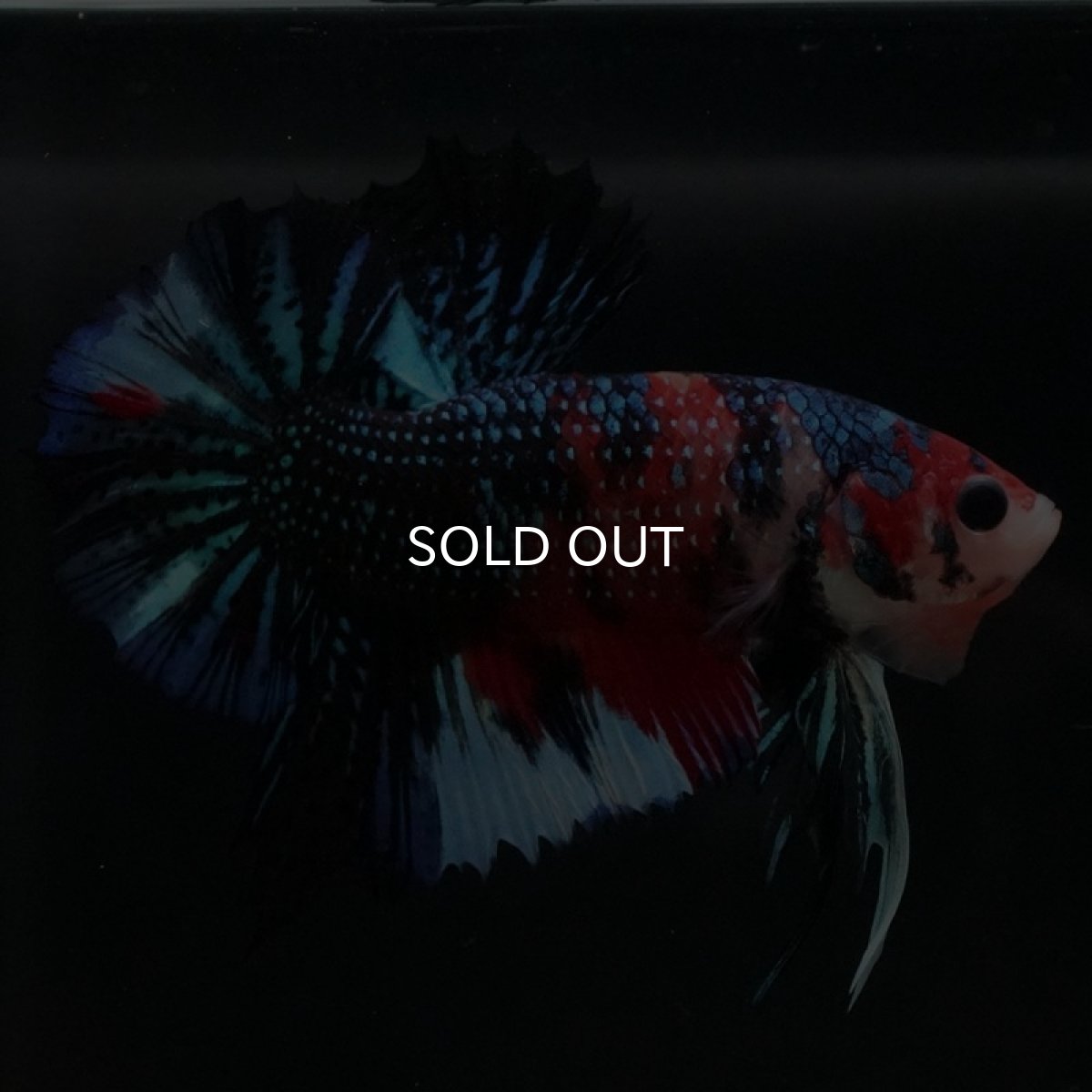 画像4: HMPK キャンディギャラクシー (4)