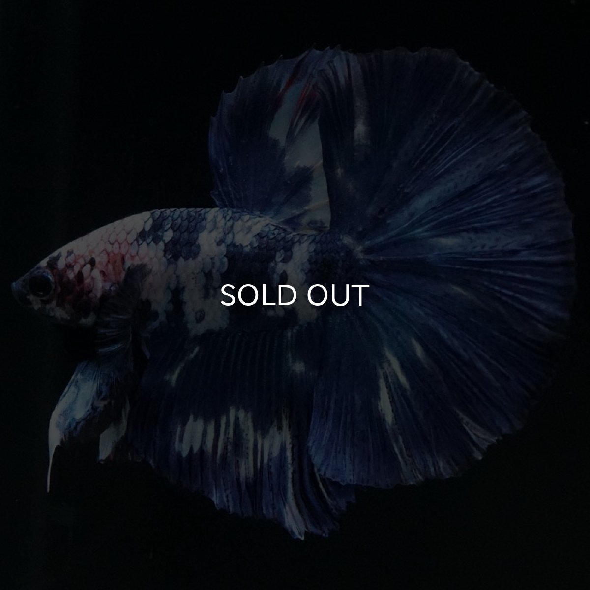 画像7: HM ホワイトブルーマーブル (7)