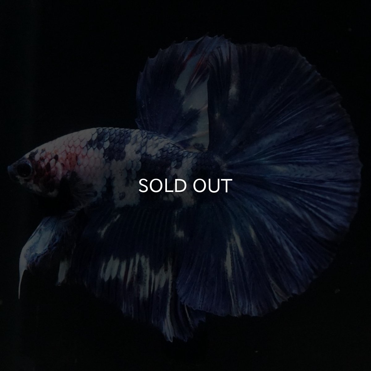 画像9: HM ホワイトブルーマーブル (9)