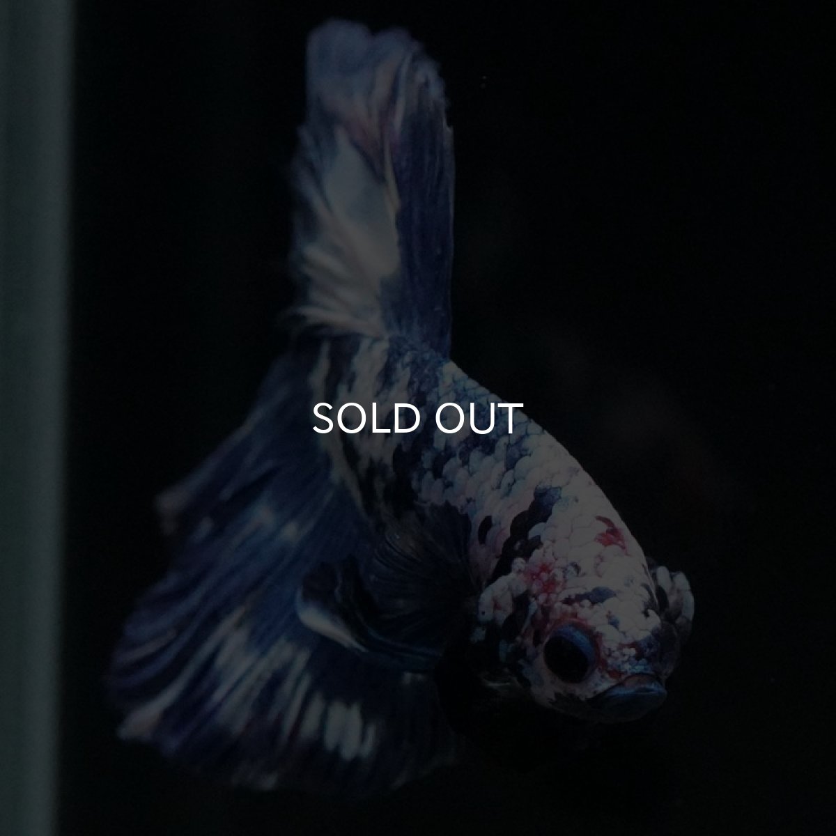 画像5: HM ホワイトブルーマーブル (5)