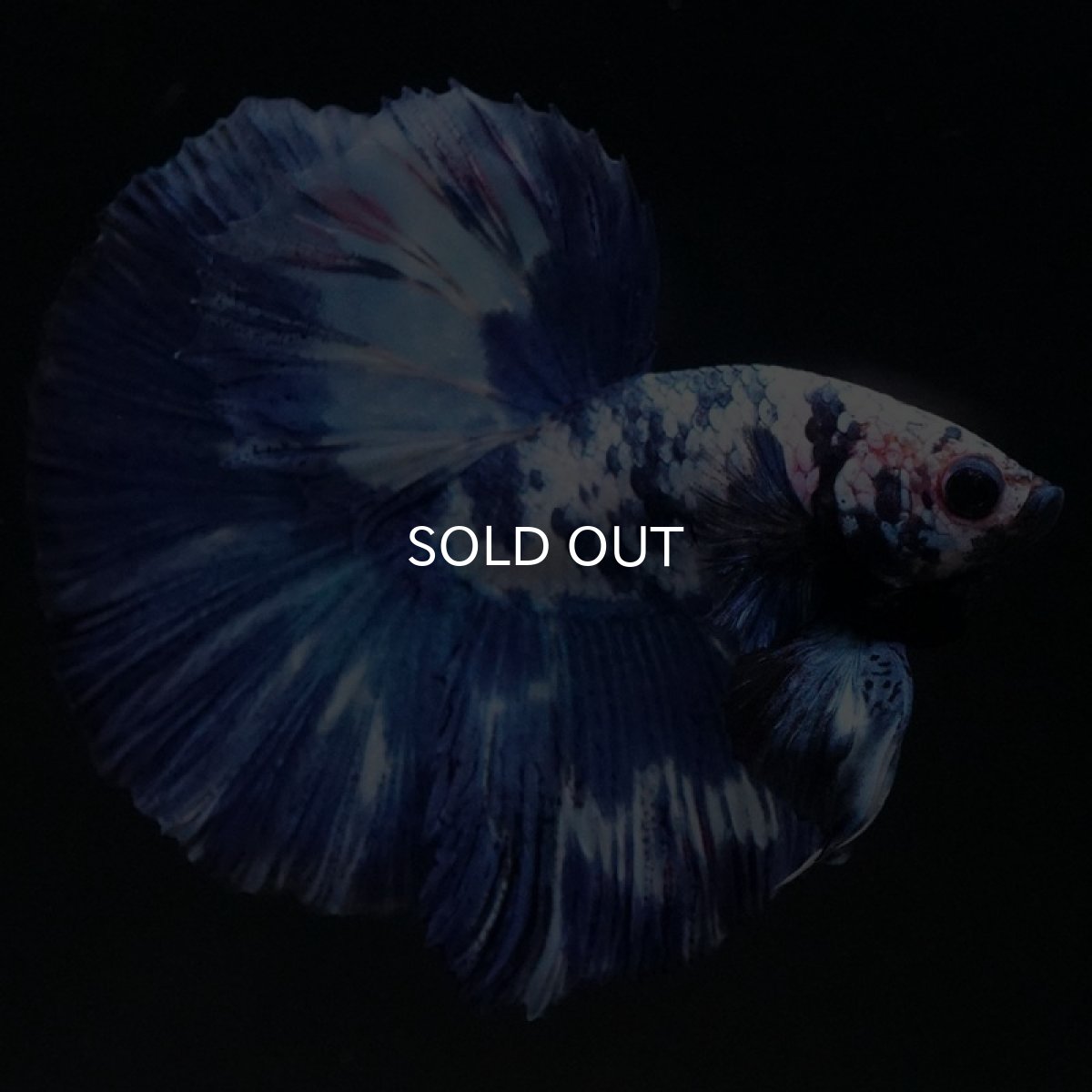 画像8: HM ホワイトブルーマーブル (8)