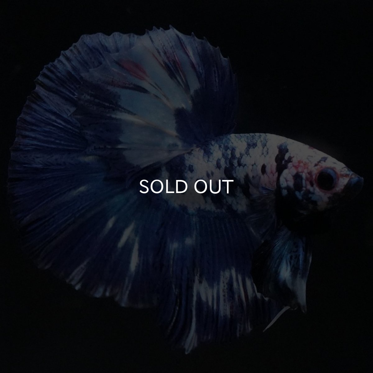 画像3: HM ホワイトブルーマーブル (3)