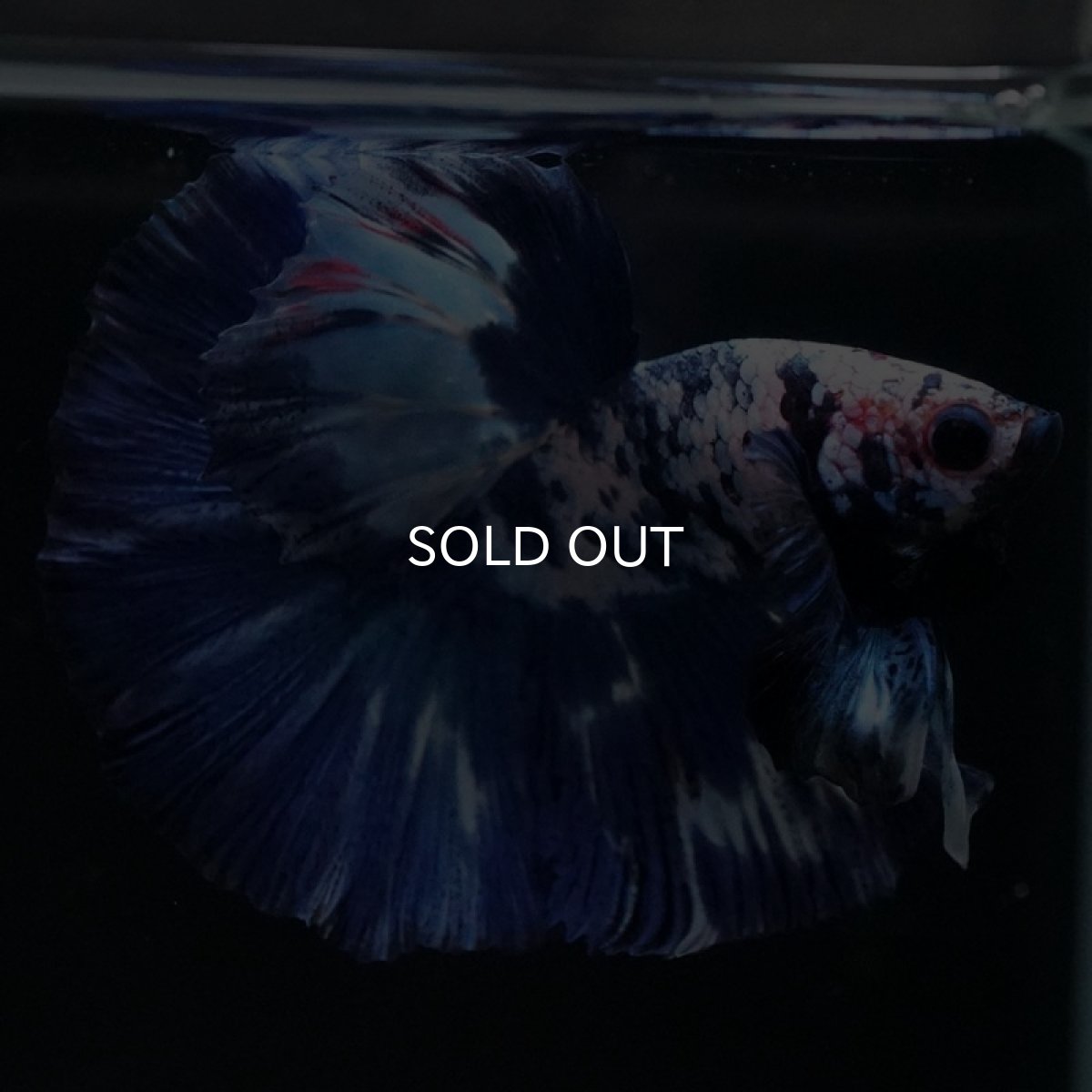 画像6: HM ホワイトブルーマーブル (6)