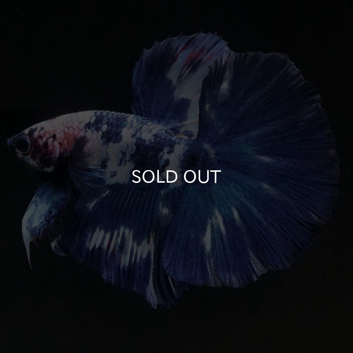 画像4: HM ホワイトブルーマーブル (4)