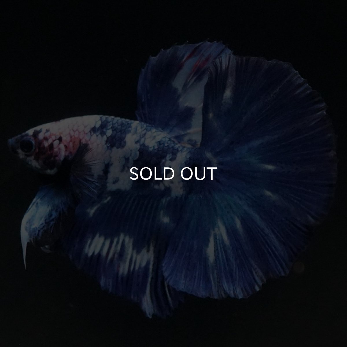 画像2: HM ホワイトブルーマーブル (2)