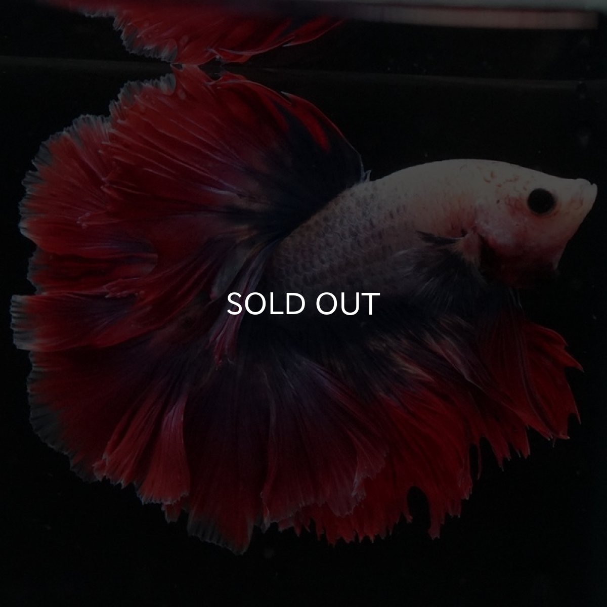 画像5: HM　ファンシー　ローズテール (5)