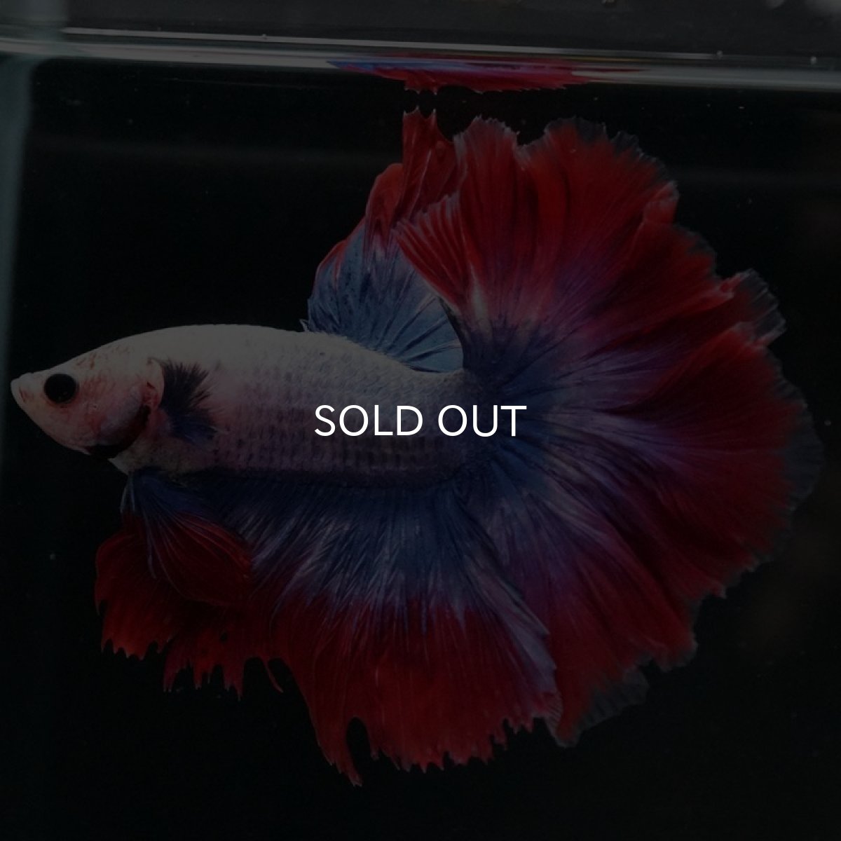 画像6: HM　ファンシー　ローズテール (6)