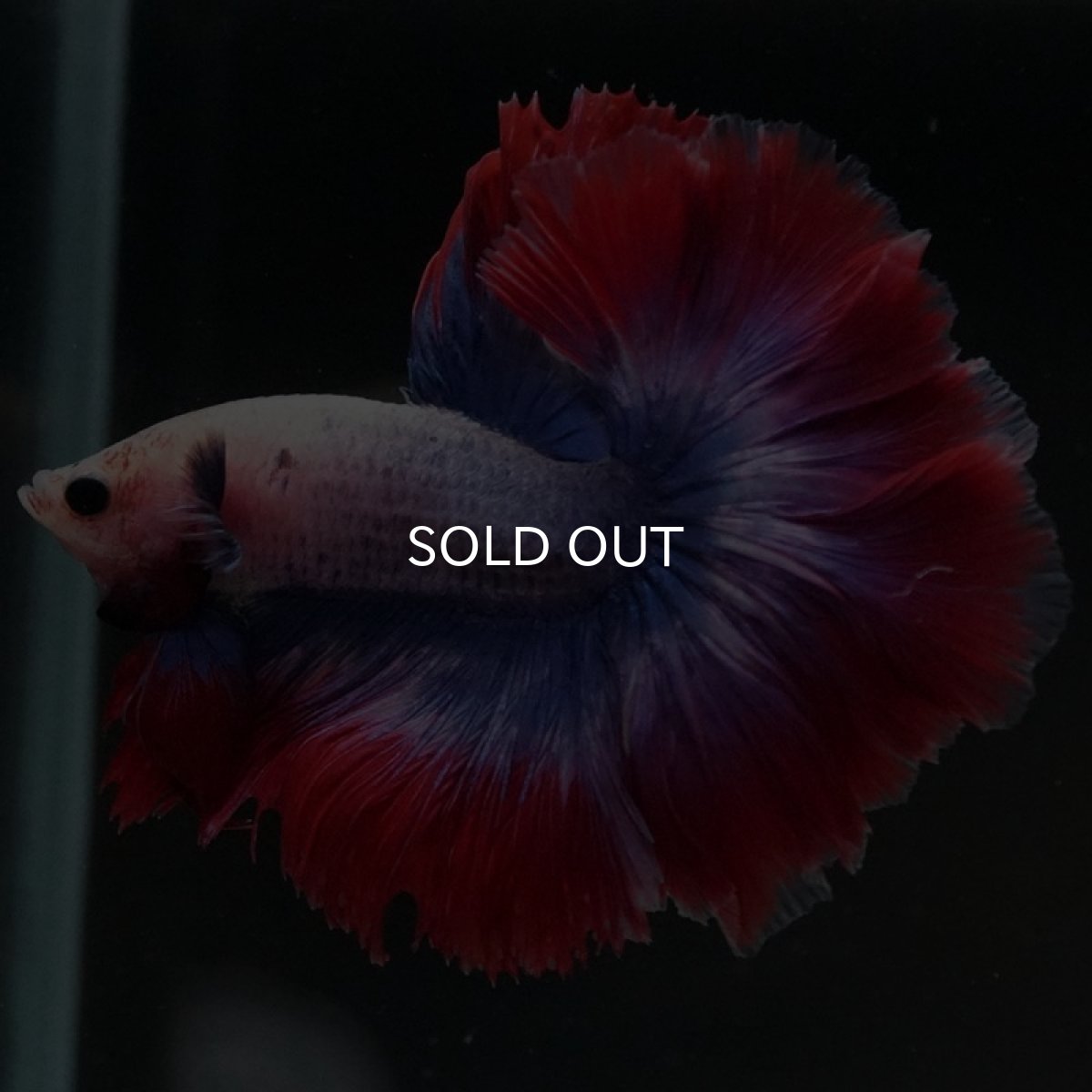 画像4: HM　ファンシー　ローズテール (4)