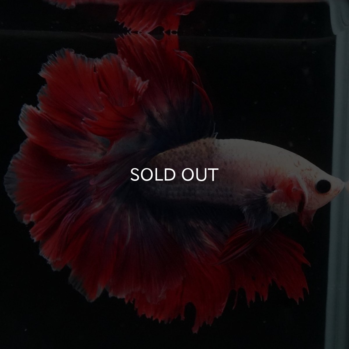 画像7: HM　ファンシー　ローズテール (7)