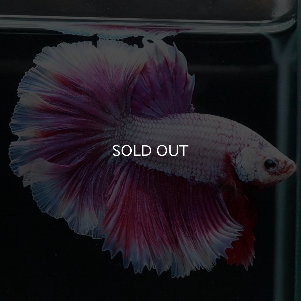 画像3: HM　ラベンダーバタフライ　ローズテール (3)