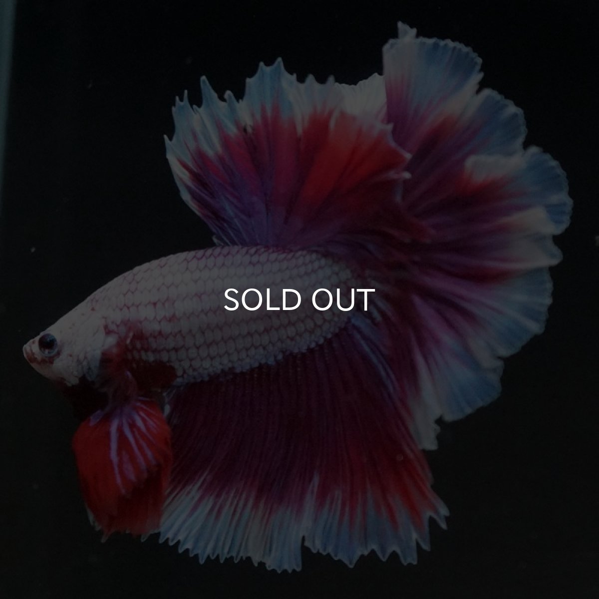 画像5: HM　ラベンダーバタフライ　ローズテール (5)