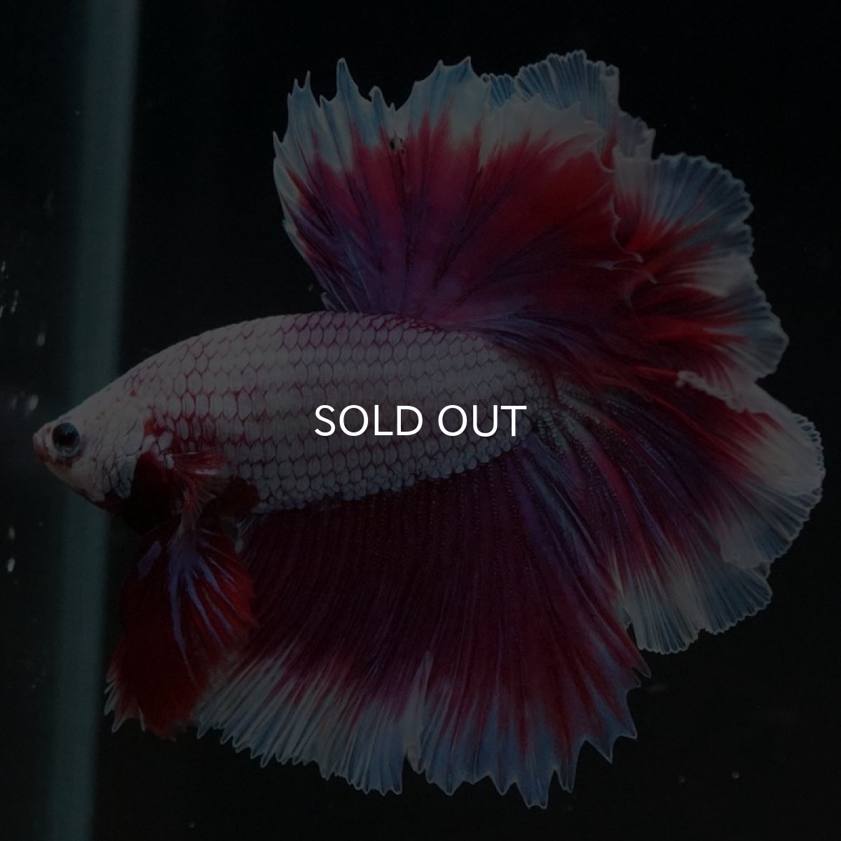 画像4: HM　ラベンダーバタフライ　ローズテール (4)