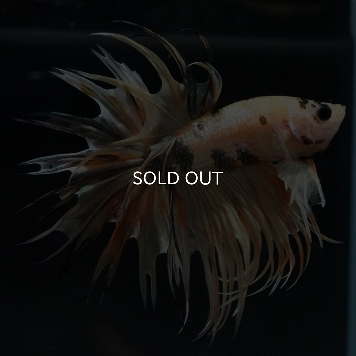 画像10: CT イエローカッパー (10)