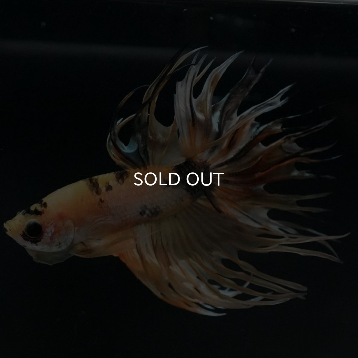 画像9: CT イエローカッパー (9)