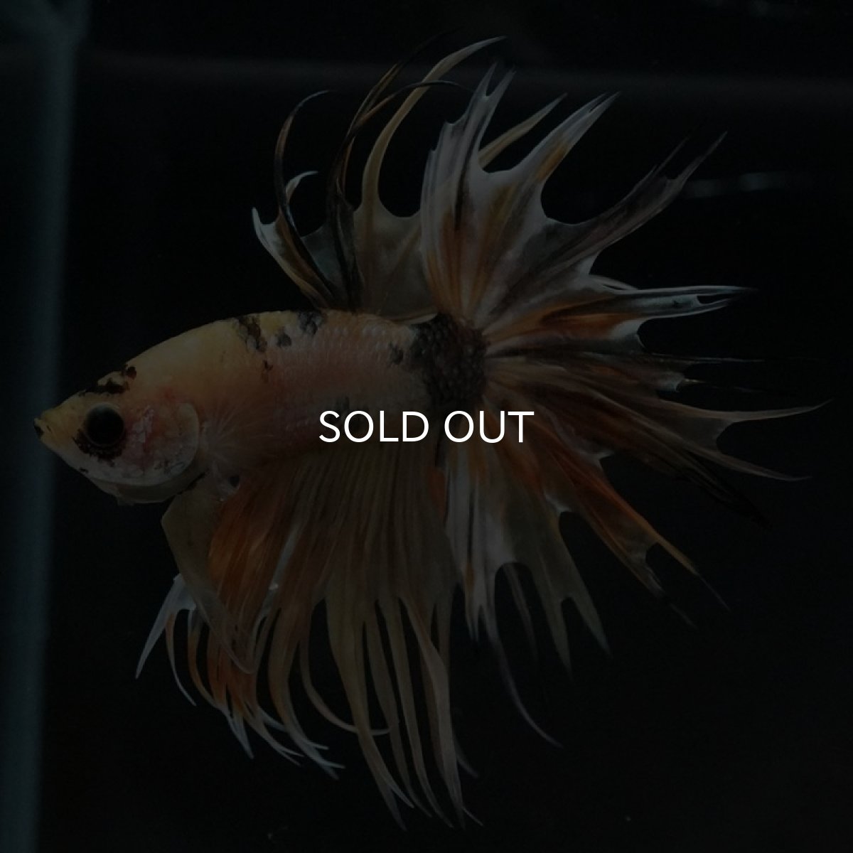 画像7: CT イエローカッパー (7)