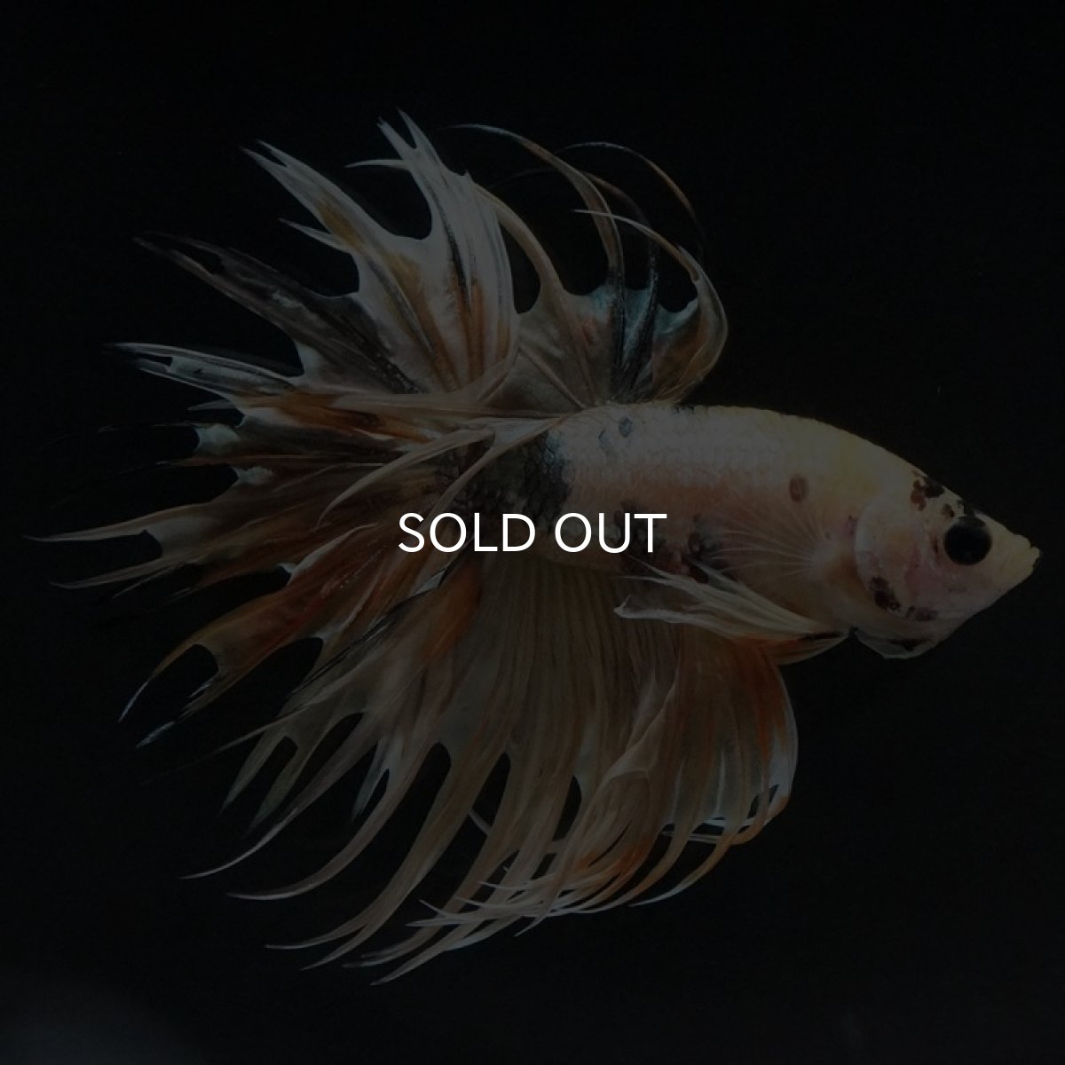 画像8: CT イエローカッパー (8)