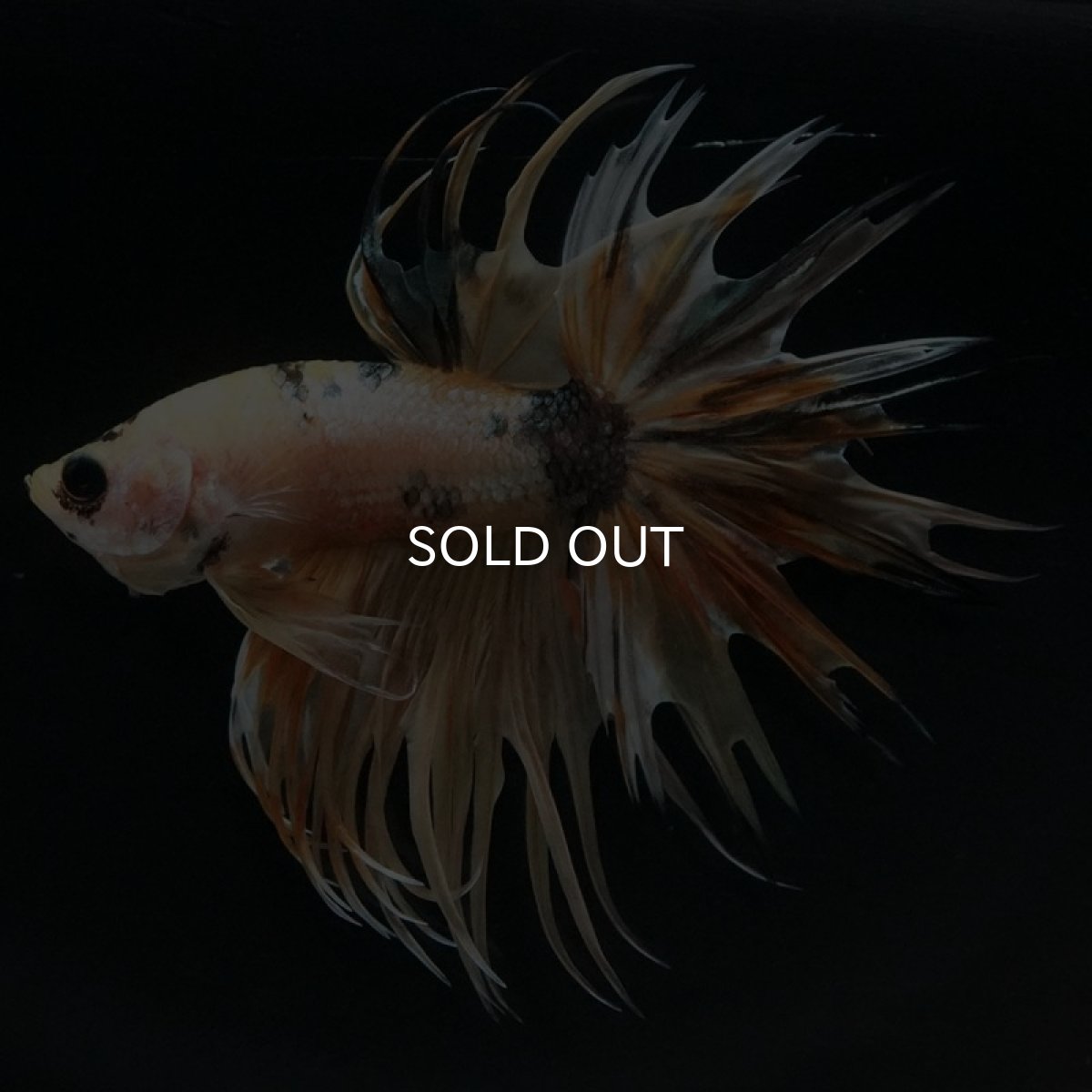 画像2: CT イエローカッパー (2)