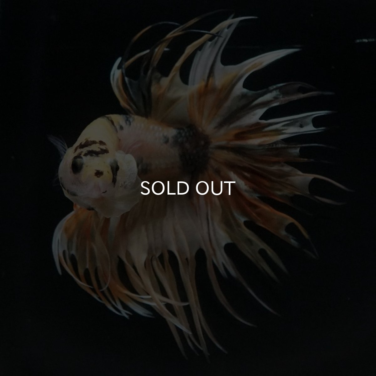 画像4: CT イエローカッパー (4)