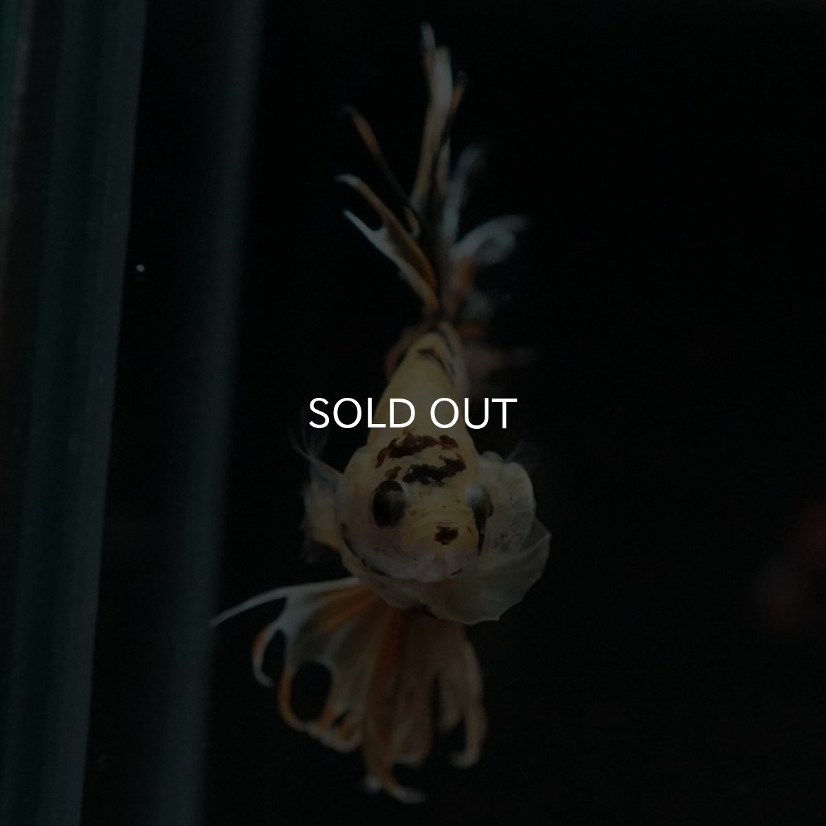 画像5: CT イエローカッパー (5)