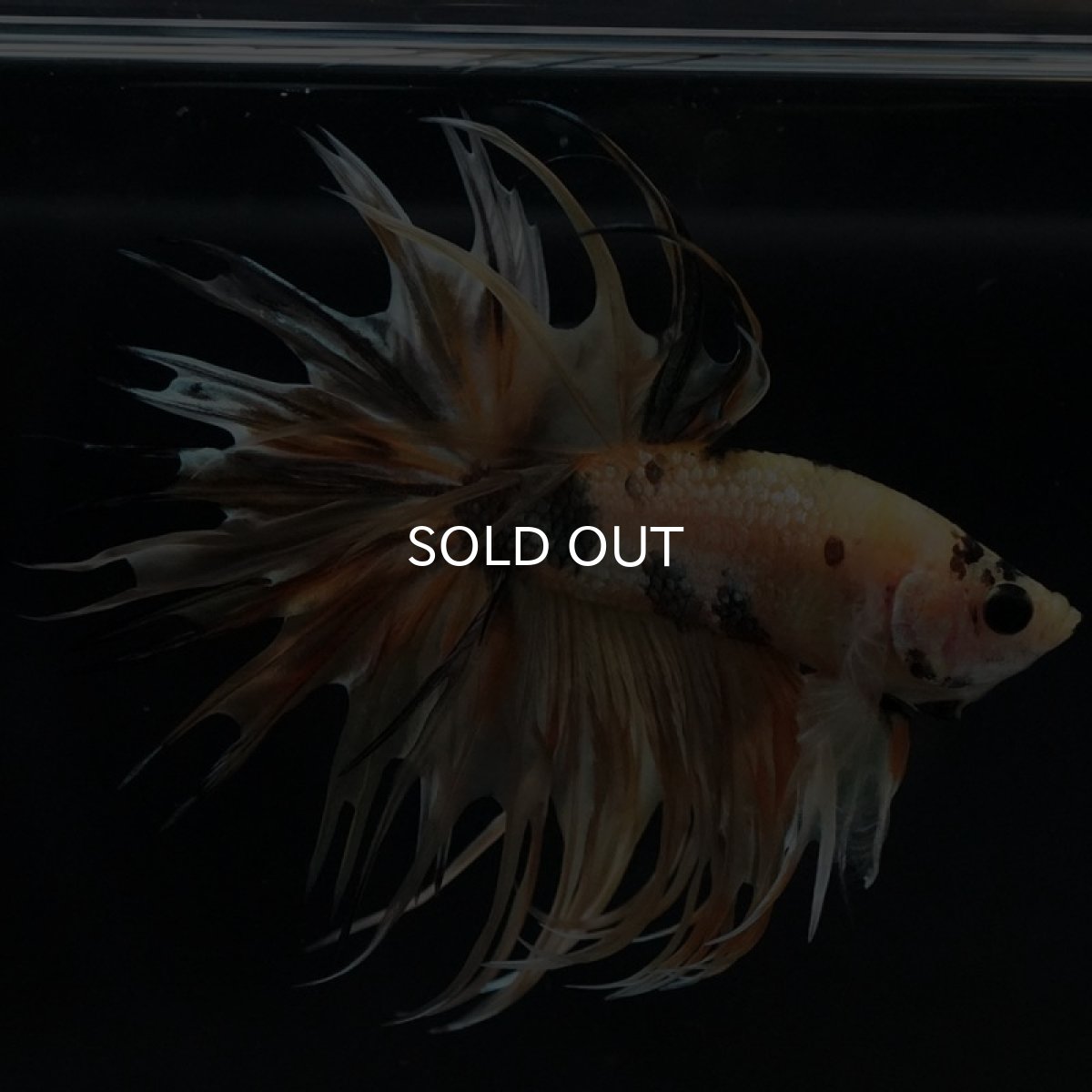 画像6: CT イエローカッパー (6)