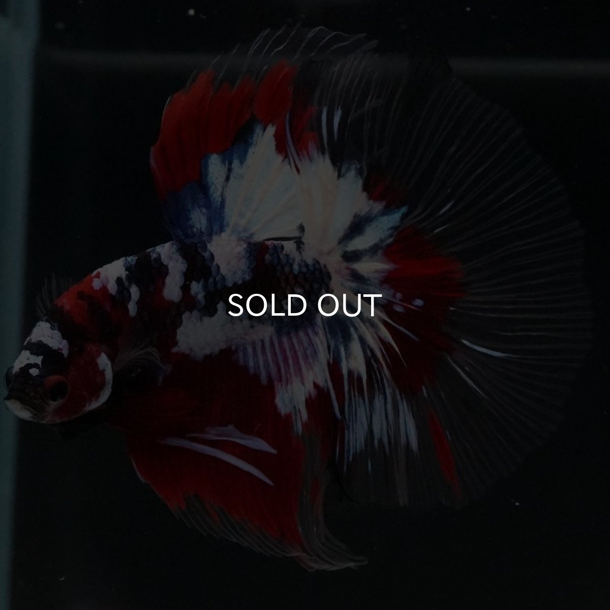 画像9: HM 鯉ギャラクシー クリアフィン (9)