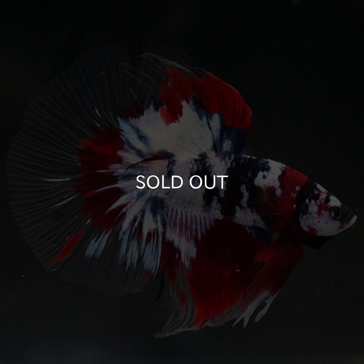 画像3: HM 鯉ギャラクシー クリアフィン (3)