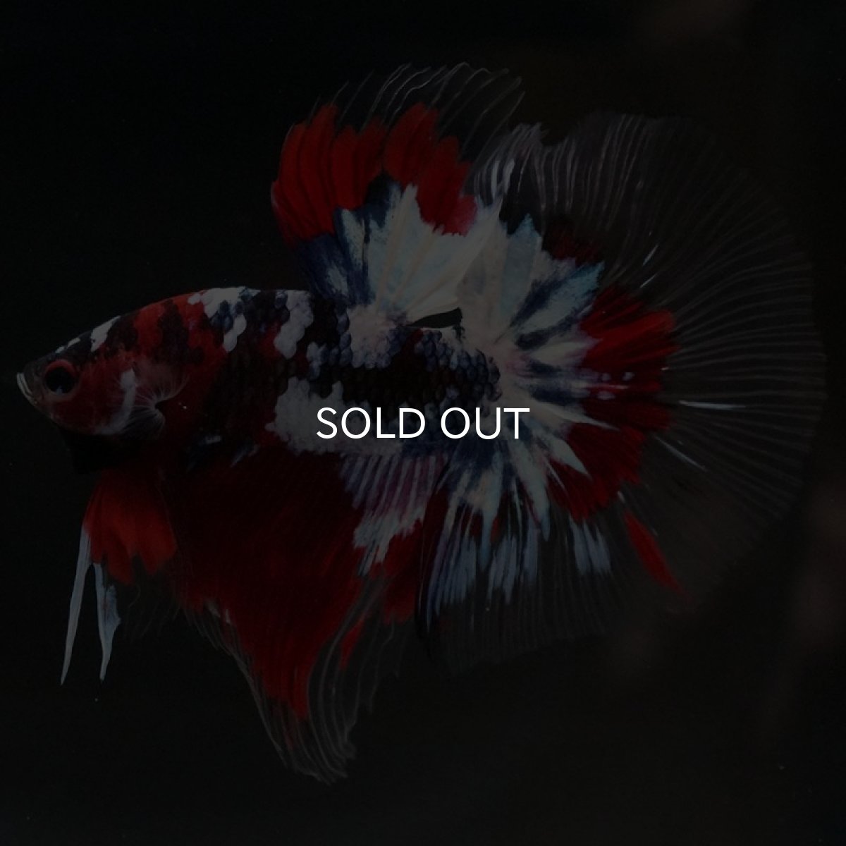 画像8: HM 鯉ギャラクシー クリアフィン (8)