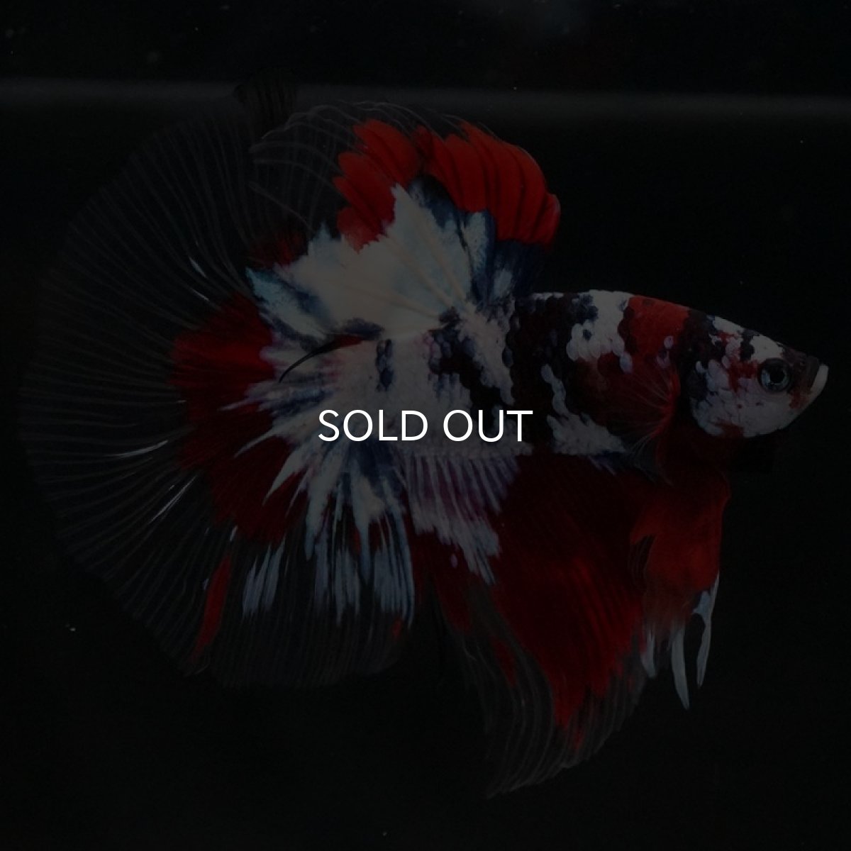 画像7: HM 鯉ギャラクシー クリアフィン (7)